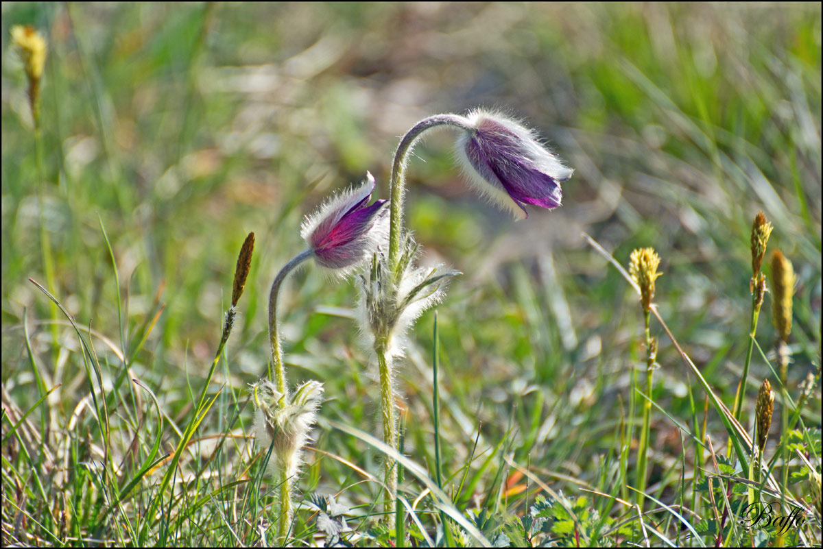 Pulsatilla montana (Hoppe) Rchb. subsp. montana - Padriciano